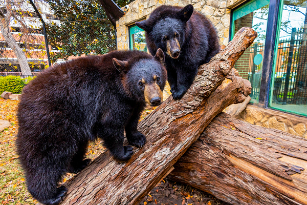 Baylor's bears, Belle and Indy, sitting on a log in their habitat